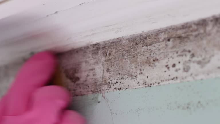 Best Commercial Mold Inspection  in Childress, TX